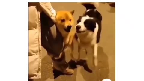 Most funny for dog 🐶 fighting 🤣
