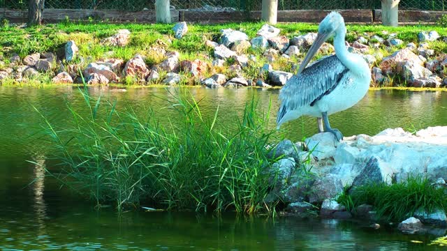 Animal Bird Pelican In Nature Near The Water