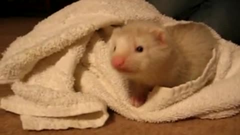 Baby ferret funny