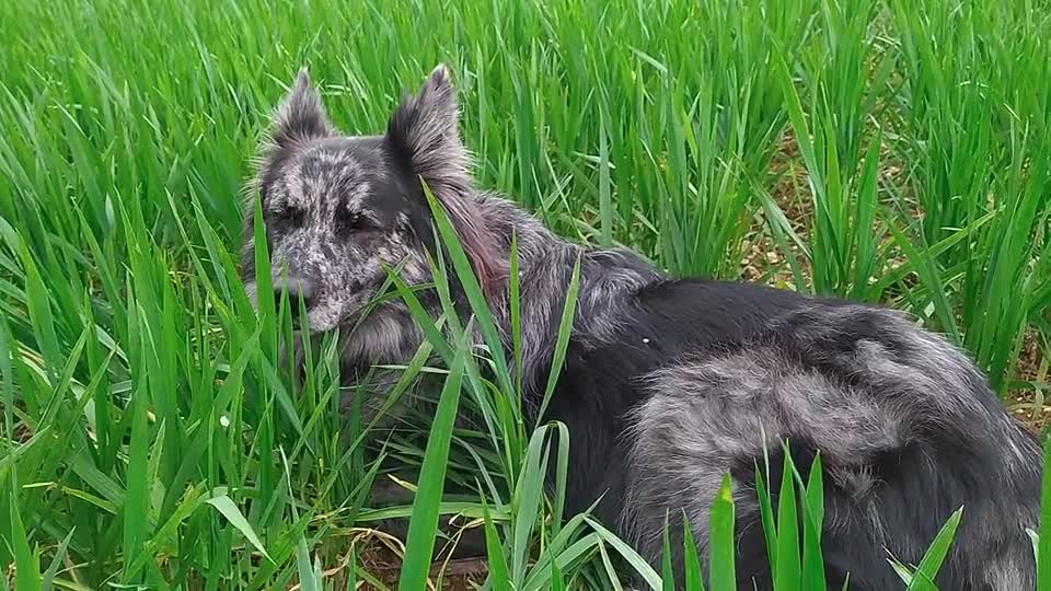cute dog