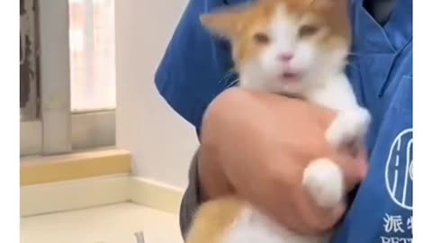 Funny cat video