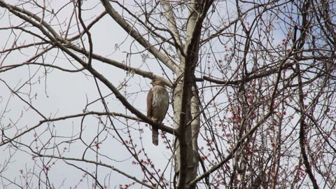 Juvenile Cooper's Hawk Startled: Warning Cry & Flies to Safety | Wildlife Moments