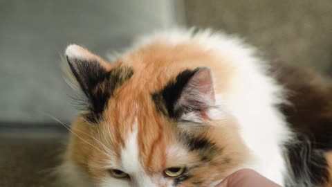 Cute Kitty Cats funny Video #4