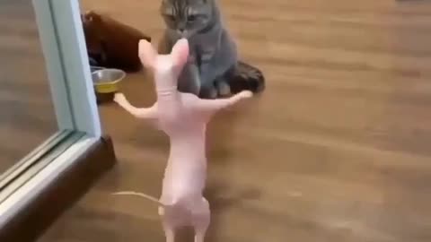 Funny dance animals prank videos