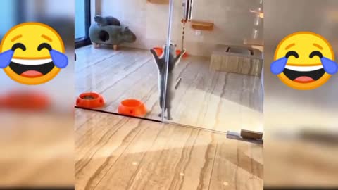 Funny videos (cats)