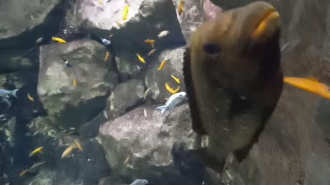 aquarium #fish #relaxingmusic #4k #aquariumrelax #coralreef #underwater #4kvideo