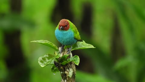 Nice ave bird