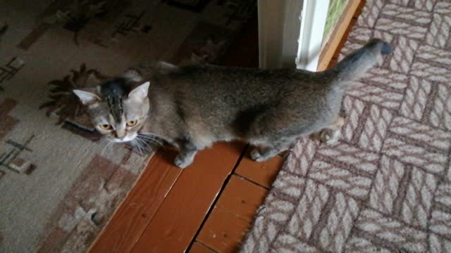Cats archie and buska