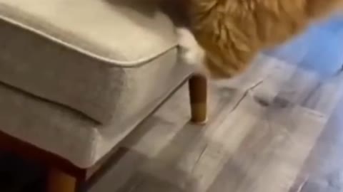 Best Funny Animal Videos 2022 - Funniest Cats And Dogs Videos || #Shorts #cats #dogs