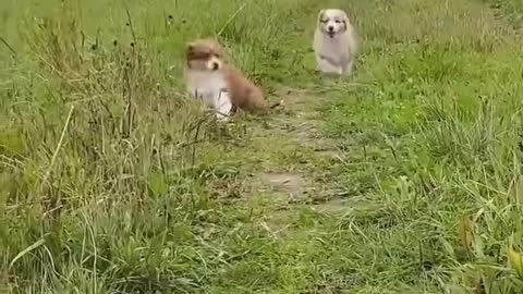 The dogs are playing happily in the meadow
