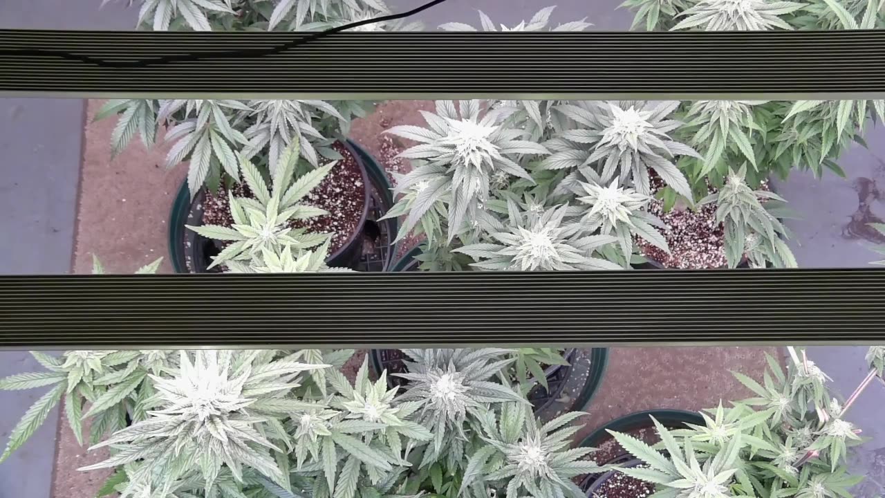 Copy Cat End Game Day 26 of Flower