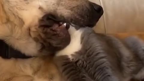 Dog and cat funny