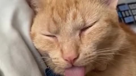 Funny Animal