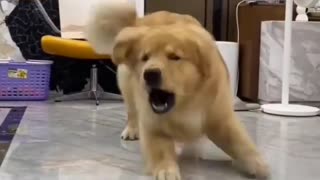 Cute golden retriever playing