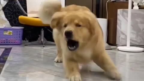 Cute golden retriever playing