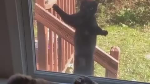 Funny cats