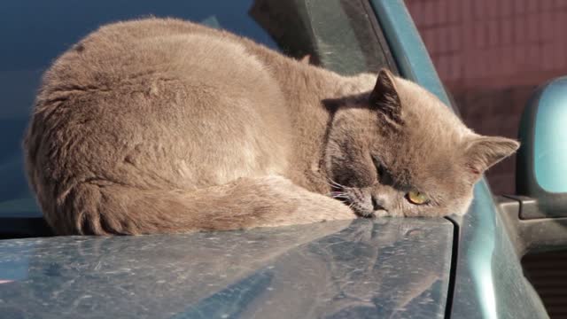 A cat sleeps over a car