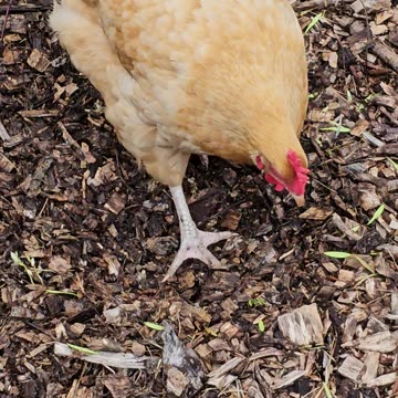 OMC! Worm hunting Orpingtons in the woodchips & these girls are professionals!