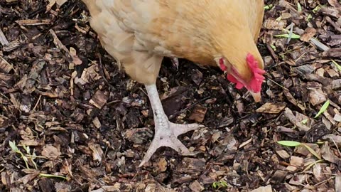 OMC! Worm hunting Orpingtons in the woodchips & these girls are professionals!
