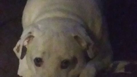 My dog zinc