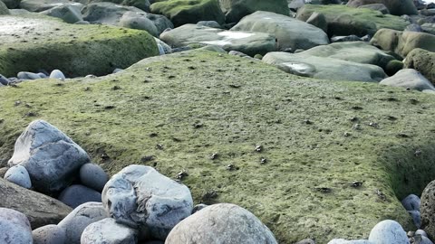 Slab Crabs - 26 Minutes Un-Looped Relaxing Crab Dance - No Music - Madeira, Portugal