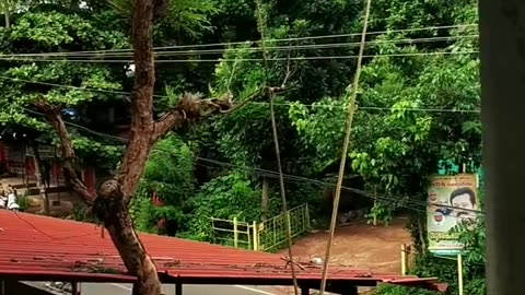 Dangerous Tree