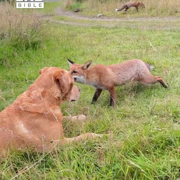 Dog meets two friendly foxes 🥹