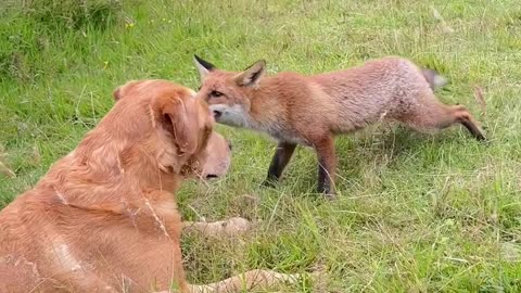 Dog meets two friendly foxes 🥹