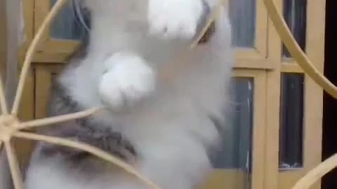 The playful cat