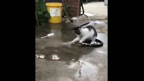 Cutest cat playing in water funny cats