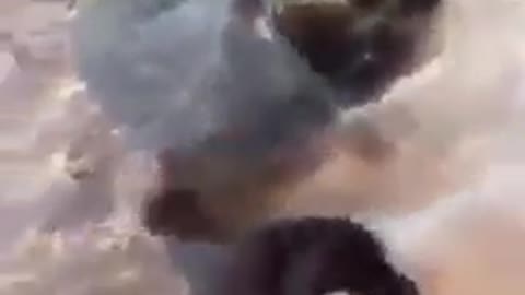 It looks like there's a puppy