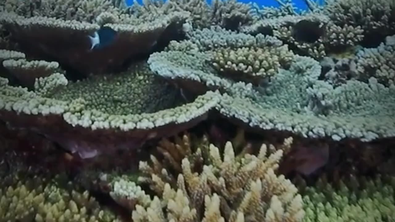 What would happen if humans could live underwater?