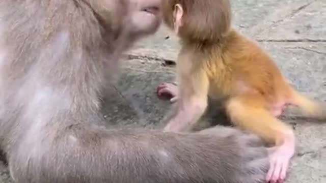 Monkey love for Baby monkey..