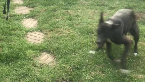 Ecstatic Dog Shows Her Backyard Zoomies