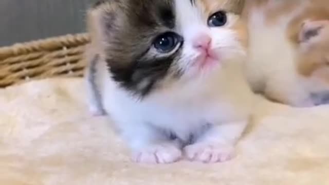 Baby Dogs - Cute and Funny Dog Videos Compilation #3 | Aww Animals