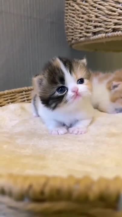 Baby Dogs - Cute and Funny Dog Videos Compilation #3 | Aww Animals