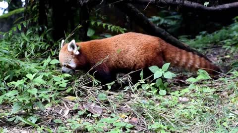 The Red Panda