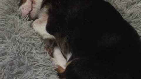 Skadi sleeping in Njord's bed