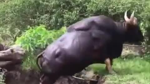 An Indian bison aka Gaur #shorts #subscribe #like #explore #bison #animals