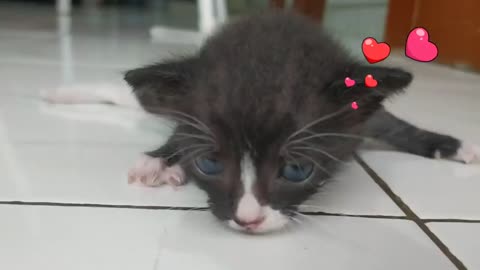 Cute Baby Cat