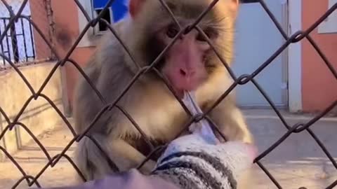 😅#monkey #animals #foryou