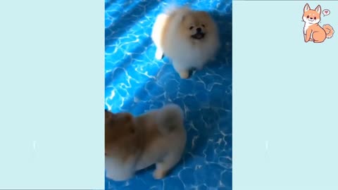 Funny Dog