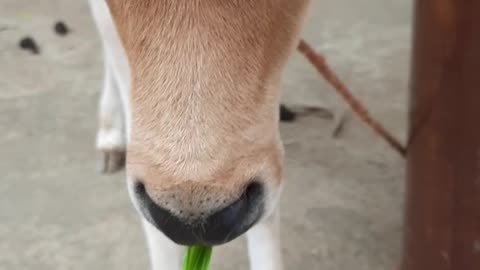cow calf learns to eat grass