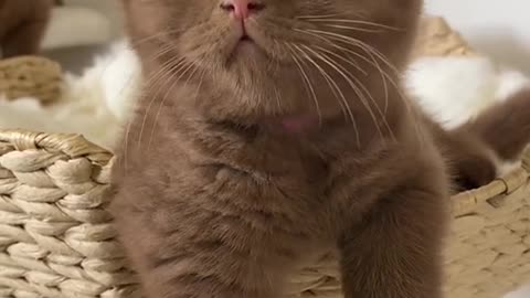 cute kitten mnaau