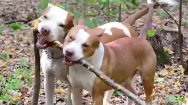 Train ANY Dog to Play Fetch Perfectly - Dog Training Video by Robert Cabral Train Your DOG or Puppy