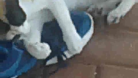 cat sandal fun ha
