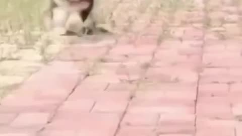 "Puppy Park Fumbles: Adorable and Hilarious Walking Fails"