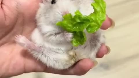 Hamsters love to eat green vegetables
