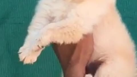 Dog very sweet and beautiful dogs and fantastic funny videos viral