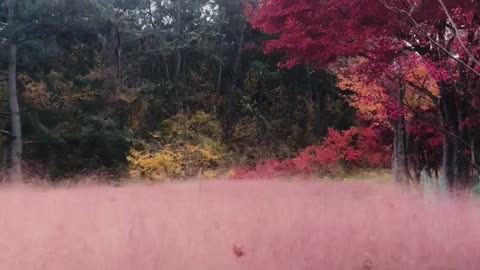 Beautiful pink muhly